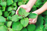 Loại rau cực rẻ ở Việt Nam được Nhật Bản gọi là lá hồi sinh, nâng niu từng lá, cực tốt cho sức khỏe