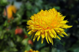 Có nên trồng hoa cúc trước nhà? Hoa cúc mang điềm may hay rủi trong phong thủy?
