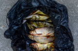 Tại sao người bán cá hay dùng túi nilon đen, hóa ra vì lý do này. Đi chợ không biết cẩn thận thiệt