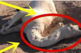 Dân du mục tiết lộ: Đừng dại gì mà chạm vào lạc đà chết ở sa mạc, vì sao?