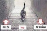 Trắc nghiệm: Con mèo đi lên hay đi xuống? Câu trả lời sẽ tiết lộ bí mật đặc biệt bên trong bạn