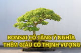 Trồng cây phong thủy muốn thu hút tài lộc giàu có thì nên trồng dạng bonsai hay trồng dạng chậu cảnh bình thường?