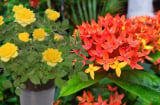 Đầu năm mới, mang 5 chậu hoa này về nhà, hoa nở bừng sáng quanh năm, vừa dễ trồng vừa chiêu tài hút lộc