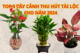 5 chậu hoa cây cảnh cực tốt cho phong thủy năm 2024, rinh ngay về nhà để đón năm mới tài lộc giàu sang