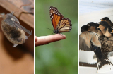 Từ nay đến Tết, 4 con vật này bay nào nhà là 'điềm báo': Năm mới gia chủ cần chuẩn bị