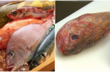 3 loại cá gây hại gan, thận, nội tạng của con người: Đặc biệt loại thứ nhất nhiều người thích ăn