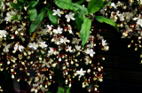 Có nên trồng chậu hoa dạ ngọc minh châu trong nhà? Loài hoa có mang lại giàu sang tài lộc như tên gọi?