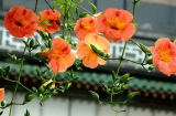 Có nên trồng hoa đăng tiêu trước nhà?
