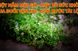 Tại sao tổ tiên người Việt dặn con cháu tắm nước lá mùi ngày cuối năm? Dùng lá khác thay thế được không?