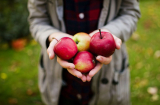 Mỗi ngày một trái táo bổ hơn dùng nhân sâm tổ yến giúp người sống trăm tuổi, vì sao?