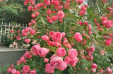 Trồng hoa hồng nhớ làm việc này để hoa nở đúng Tết, hoa vừa nhiều vừa đẹp, nhà thêm lộc