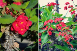 4 loại hoa đẹp nhưng không nên trồng trong nhà, đặc biệt là loại số 1