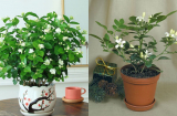 4 cây cảnh được ví như “nước hoa tự nhiên”, trồng một chậu để nhà cửa lúc nào cũng thơm mát, dễ chịu