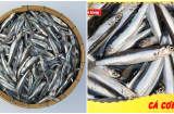 5 loại cá không thể nuôi hóa chất được mệnh danh là sâm nước: Đi chợ nhìn thấy đừng tiếc tiền mua
