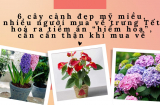 6 loại hoa đẹp mỹ miều, nhiều người trưng Tết hoá ra tiềm ẩn nhiều “hiểm hoạ”, cần cẩn thận khi mua về