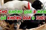 Tại sao nói ' Nuôi chó không quá 8 năm, nuôi gà không quá 6 năm'?