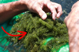 Bỏ lương 10 triệu đồng/tháng về trồng loại tảo lạ, cuối năm thu tiền tỷ về tay
