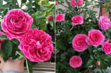 Hoa hồng thích 'ăn' món này nhất, vùi vào gốc để hoa nở quanh năm, bông nào cũng to đẹp