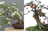 3 cây cảnh bonsai tuổi thọ cao giúp mang lại vận may, tài lộc cho gia đình