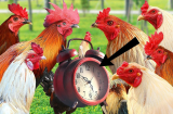 Vì sao gà trống luôn gáy đúng giờ và dậy sớm hơn gà mái?