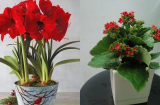 4 cây cảnh đỏ rực cho năm mới thêm may mắn, phúc lộc vào nhà