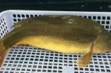 Loại cá xưa ít người biết, nay thành đặc sản được ưa chuộng dịp Tết, giá lên tới 185.000 đồng/kg