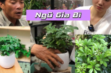 Người tuổi này rất hợp cây Ngũ Gia Bì: Chỉ cần 1 cây gia chủ vừa giàu vừa may