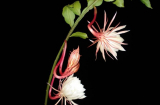 5 loài hoa đẹp nhất làm mê mẩn lòng người chỉ nở về đêm