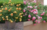 Chủ vườn cây cảnh mách tuyệt chiêu để chậu hoa hồng rực rỡ quanh năm, bông to cánh dày, hoa trĩu trịt