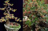Rộ mốt chơi bonsai dâu tằm, có nên trồng dâu tằm trước nhà? Tại sao người xưa sợ trồng dâu tằm trước nhà?
