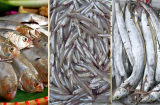 Loại cá tự nhiên, ít xương nhiều dinh dưỡng bổ ngang nhân sâm, tổ yến: Đi chợ thấy nên mua ngay kẻo hết