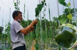 Anh nông dân trồng loại cây 'đếm lá tính tiền', thu nhập 2 tỷ/năm