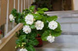 Hoa nhài trắng tinh khôi, thơm và đẹp nhưng tại sao lại bị kiêng không dùng để thắp hương?