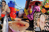 Loài cá bình dân giàu omega-3 hơn cá hồi, ở Việt Nam bán rẻ