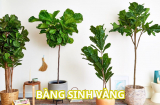 Vì sao nên trồng cây bàng Singapore trong nhà? Ý nghĩa và công dụng của cây bàng Singapore nhiều người chưa biết