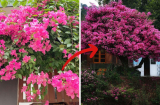 4 vị trí trồng cây hoa giấy hợp phong thủy: Nhà vừa đẹp vừa đón lộc may