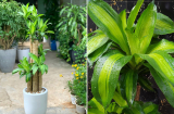 Ý nghĩa phong thủy đặc biệt của cây thiết mộc lan, nên trồng ở vị trí nào để hút lộc vào nhà?