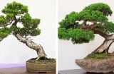 Trồng 3 cây bonsai mini dễ thương để bàn đẹp nhất, hợp phong thủy với hầu hết mọi người, tốt cho gia đình