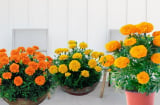 Vì sao chậu hoa cúc vạn thọ đẹp, tên hay, nhiều công dụng và dễ trồng nhưng không nên trồng trong nhà?