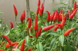 Có nên trồng một cây ớt trước cửa nhà?