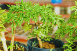 Có nên trồng cây Đinh Lăng trong nhà?