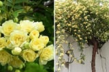 Loại hoa sắc nước hương trời “thơm bậc nhất thế giới”: Trồng trong sân nhà thơm ngát, bình an, may mắn