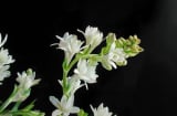 Ý nghĩa của hoa huệ trắng và cách bày hoa huệ trên ban thờ giúp thu hút tài lộc mà nhiều người chưa biết