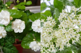 6 loại cây được ví như “nước hoa tự nhiên', trồng trong nhà để hương thơm ngào ngạt mà không cần chăm sóc nhiều