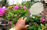 4 loại 'nước thải' có sẵn trong nhà tốt hơn phân kali: Tưới 1 lần cây nở cả vườn hoa rực rỡ