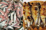 Từ loại ‘cá nhà nghèo’ nay trở thành đặc sản đắt khách ở thành phố, giá bán 100.000 đồng/kg