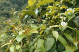 Loại lá là ẩm thực núi rừng, nay lên phố thành đặc sản bán với giá 180.000 đồng/kg
