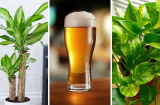 4 loại cây thích uống bia hơn nước: Cứ 3 tuần 1 ngụm cây tươi tốt, xanh mướt