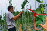 Anh nông dân trồng loại cây 'đếm lá tính tiền', đút túi 2 tỷ/năm nhàn tênh