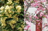 3 cây cảnh tỏa hương thơm ngát, người giàu thường trồng trong vườn để 4 mùa rực rỡ, thu hút tài lộc vào nhà